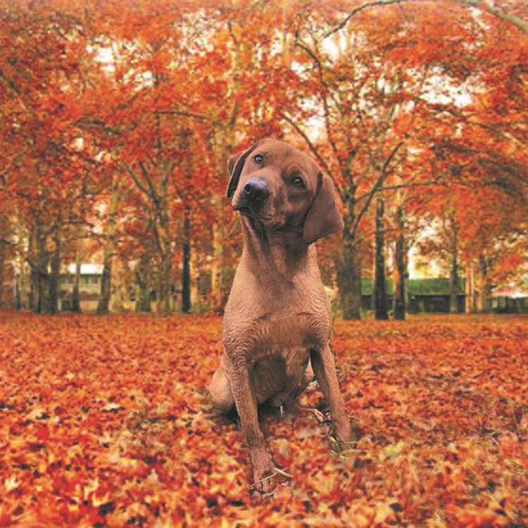 Our Dogs from Nook On Lyne Labrador Breeders in Cumbria